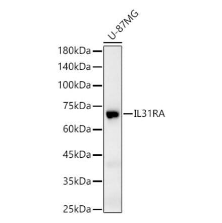 Western Blot - Anti-IL-31RA Antibody (A11922) - Antibodies.com