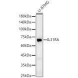 Western Blot - Anti-IL-31RA Antibody (A11922) - Antibodies.com