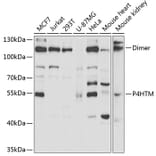 Western Blot - Anti-P4HTM Antibody (A6143) - Antibodies.com