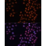 Immunofluorescence - Anti-HMGN1 Antibody (A11925) - Antibodies.com