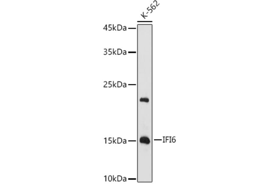 Western Blot - Anti-IFI6 Antibody (A11926) - Antibodies.com