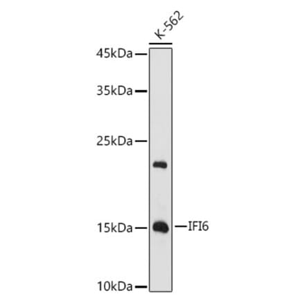 Western Blot - Anti-IFI6 Antibody (A11926) - Antibodies.com