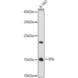 Western Blot - Anti-IFI6 Antibody (A11926) - Antibodies.com