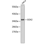 Western Blot - Anti-SOX2 Antibody (A11928) - Antibodies.com