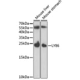 Western Blot - Anti-MD1 Antibody (A11930) - Antibodies.com