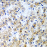 Immunohistochemistry - Anti-MD1 Antibody (A11930) - Antibodies.com
