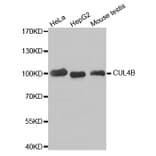 Western Blot - Anti-CUL4B Antibody (A6198) - Antibodies.com