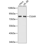 Western Blot - Anti-CUL4A Antibody (A6199) - Antibodies.com