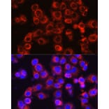 Immunofluorescence - Anti-Osteocalcin Antibody (A11934) - Antibodies.com