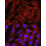Immunofluorescence - Anti-Osteocalcin Antibody (A11934) - Antibodies.com