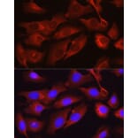 Immunofluorescence - Anti-Osteocalcin Antibody (A11934) - Antibodies.com