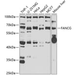 Western Blot - Anti-FANCG Antibody (A11935) - Antibodies.com