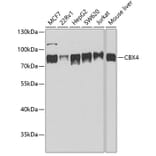 Western Blot - Anti-CBX4 Antibody (A6221) - Antibodies.com
