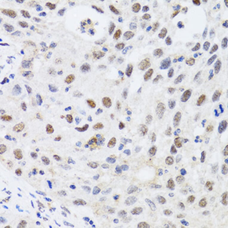 Immunohistochemistry - Anti-CBX4 Antibody (A6221) - Antibodies.com