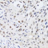 Immunohistochemistry - Anti-CBX4 Antibody (A6221) - Antibodies.com