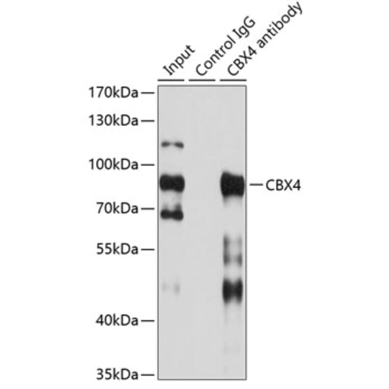 Immunoprecipitation - Anti-CBX4 Antibody (A6221) - Antibodies.com