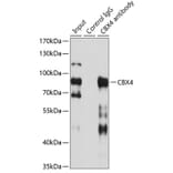 Immunoprecipitation - Anti-CBX4 Antibody (A6221) - Antibodies.com