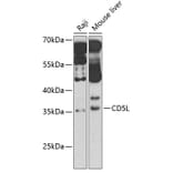 Western Blot - Anti-CD5L/CT-2 Antibody (A11937) - Antibodies.com