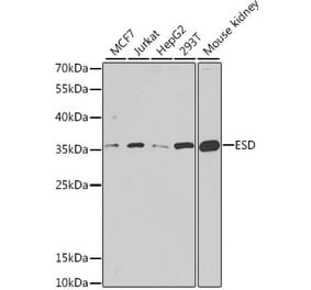 Western Blot - Anti-ESD Antibody (A11938) - Antibodies.com