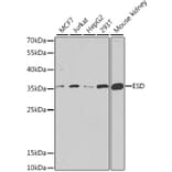 Western Blot - Anti-ESD Antibody (A11938) - Antibodies.com