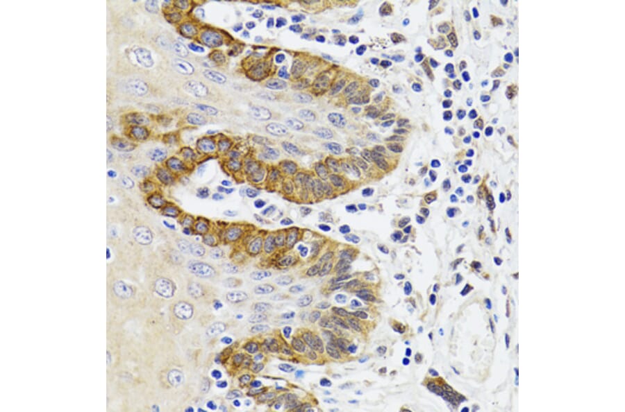 Immunohistochemistry - Anti-ESD Antibody (A11938) - Antibodies.com