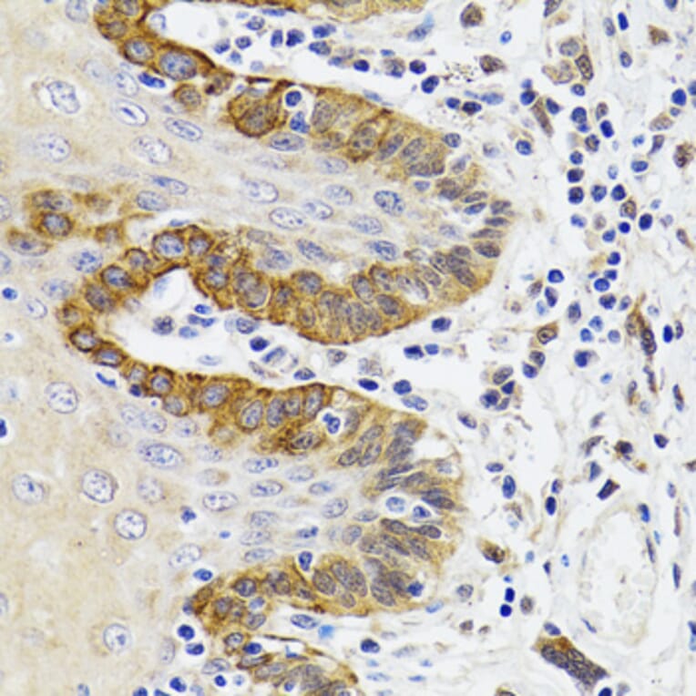 Immunohistochemistry - Anti-ESD Antibody (A11938) - Antibodies.com