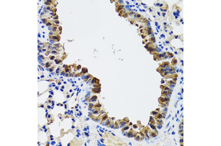 Immunohistochemistry - Anti-ESD Antibody (A11938) - Antibodies.com