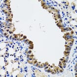 Immunohistochemistry - Anti-ESD Antibody (A11938) - Antibodies.com