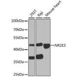 Western Blot - Anti-NR2E3 Antibody (A6234) - Antibodies.com