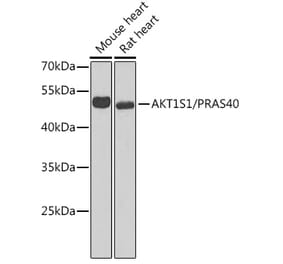 Western Blot - Anti-PRAS40 Antibody (A11941) - Antibodies.com