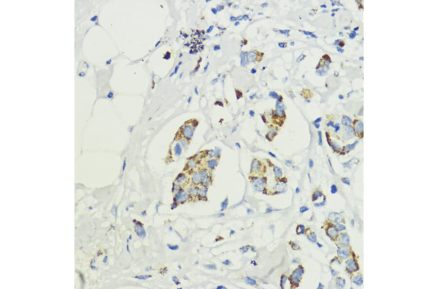 Immunohistochemistry - Anti-PRAS40 Antibody (A11941) - Antibodies.com