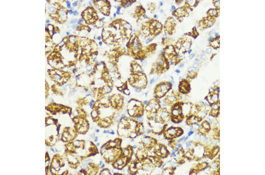 Immunohistochemistry - Anti-PRAS40 Antibody (A11941) - Antibodies.com