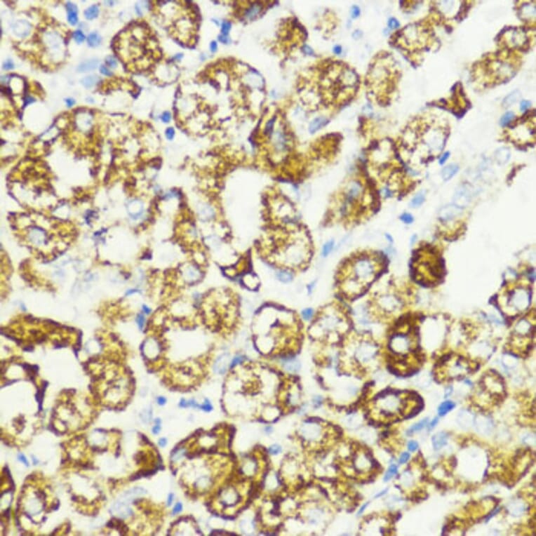 Immunohistochemistry - Anti-PRAS40 Antibody (A11941) - Antibodies.com