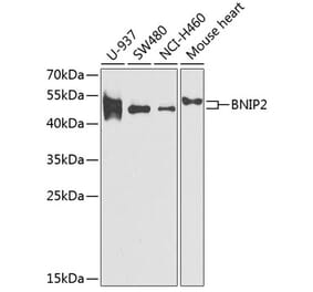 Western Blot - Anti-BNIP2 Antibody (A11948) - Antibodies.com