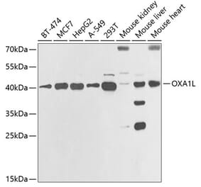 Western Blot - Anti-OXA1L Antibody (A11952) - Antibodies.com