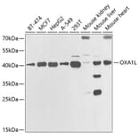 Western Blot - Anti-OXA1L Antibody (A11952) - Antibodies.com