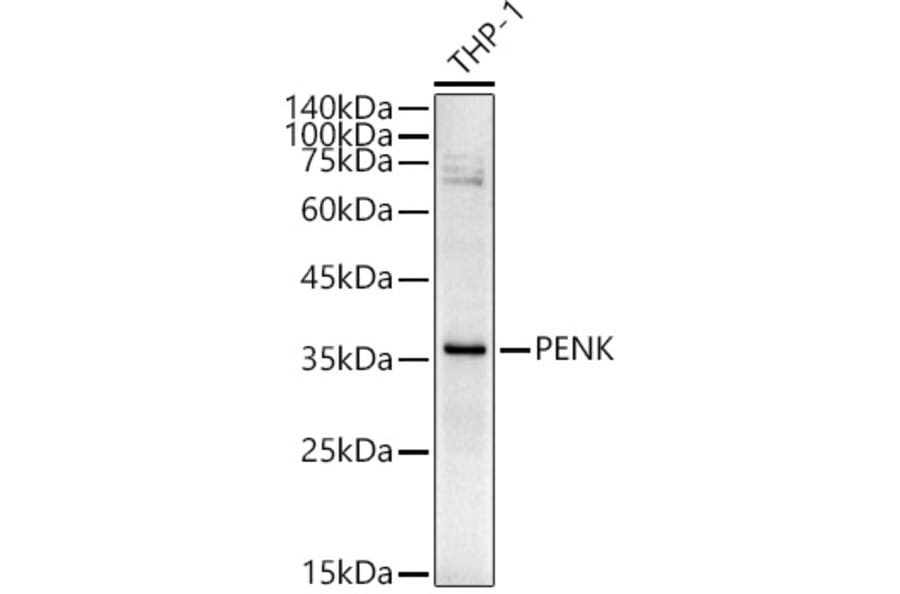Western Blot - Anti-Enkephalin/ENK Antibody (A11953) - Antibodies.com