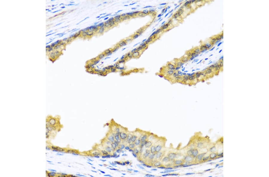 Immunohistochemistry - Anti-Enkephalin/ENK Antibody (A11953) - Antibodies.com