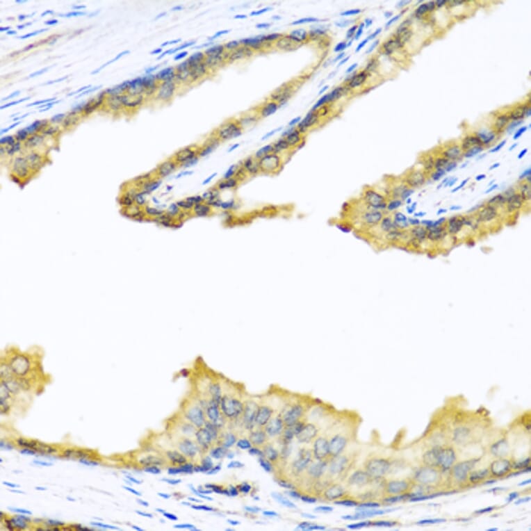 Immunohistochemistry - Anti-Enkephalin/ENK Antibody (A11953) - Antibodies.com