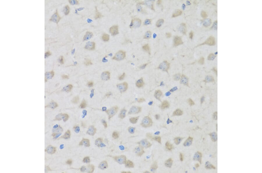 Immunohistochemistry - Anti-Enkephalin/ENK Antibody (A11953) - Antibodies.com