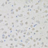 Immunohistochemistry - Anti-Enkephalin/ENK Antibody (A11953) - Antibodies.com