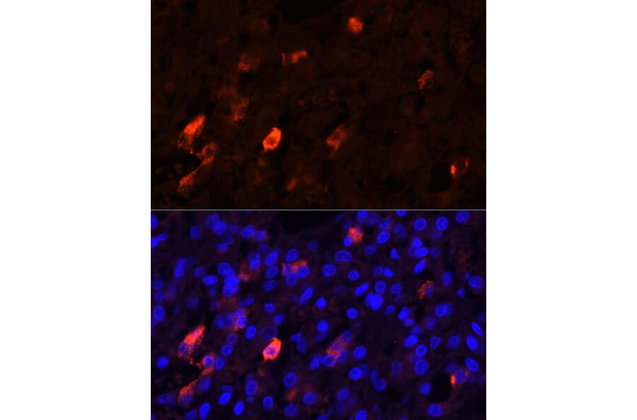 Immunofluorescence - Anti-Enkephalin/ENK Antibody (A11953) - Antibodies.com