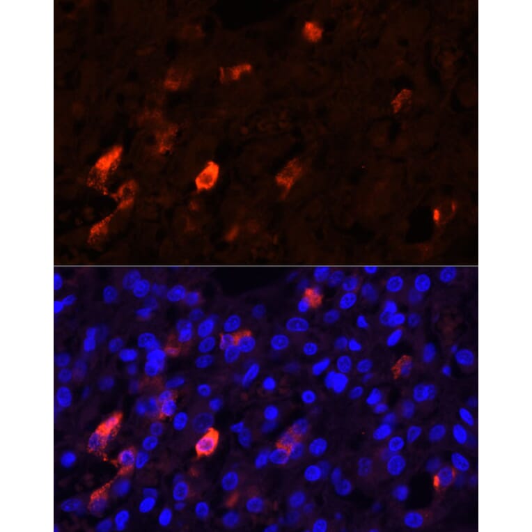 Immunofluorescence - Anti-Enkephalin/ENK Antibody (A11953) - Antibodies.com