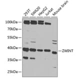 Western Blot - Anti-ZWINT Antibody (A11956) - Antibodies.com