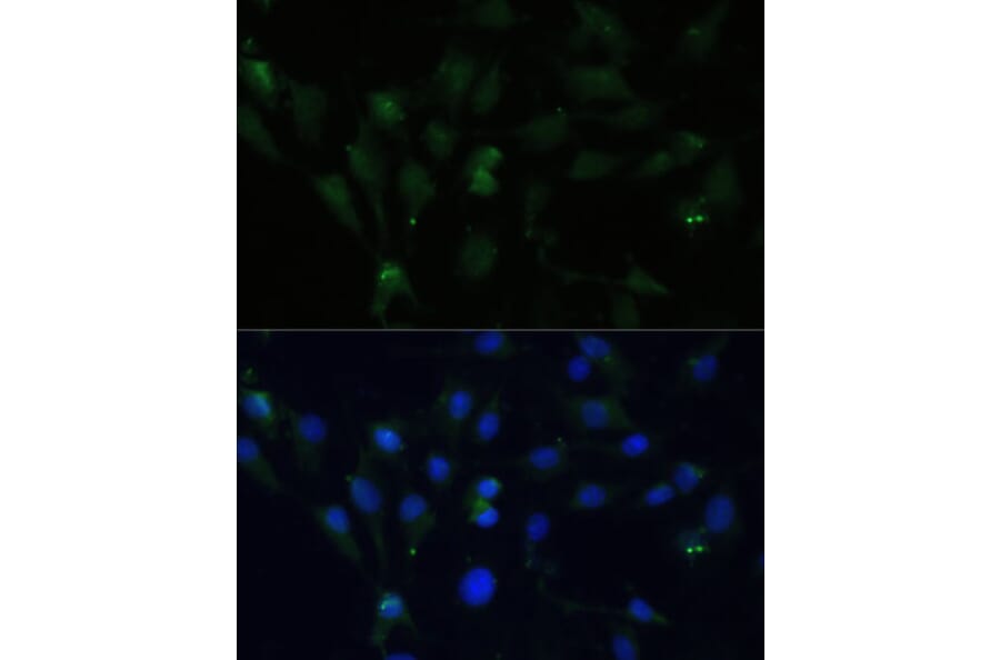 Immunofluorescence - Anti-ZWINT Antibody (A11956) - Antibodies.com