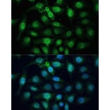 Immunofluorescence - Anti-ZWINT Antibody (A11956) - Antibodies.com