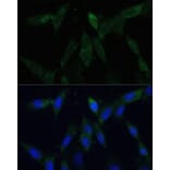 Immunofluorescence - Anti-ZWINT Antibody (A11956) - Antibodies.com