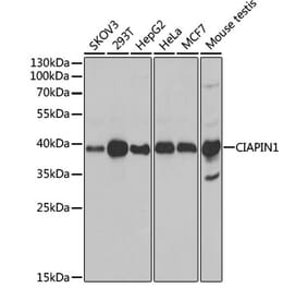 Western Blot - Anti-CIAPIN1 Antibody (A11958) - Antibodies.com