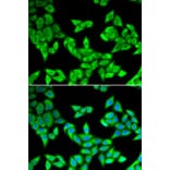 Immunofluorescence - Anti-CIAPIN1 Antibody (A11958) - Antibodies.com