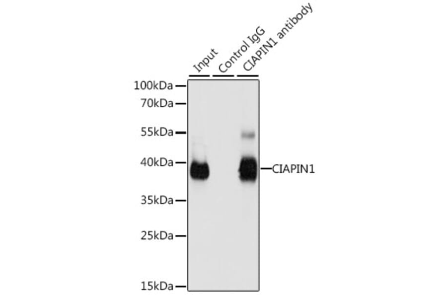 Western Blot - Anti-CIAPIN1 Antibody (A11958) - Antibodies.com